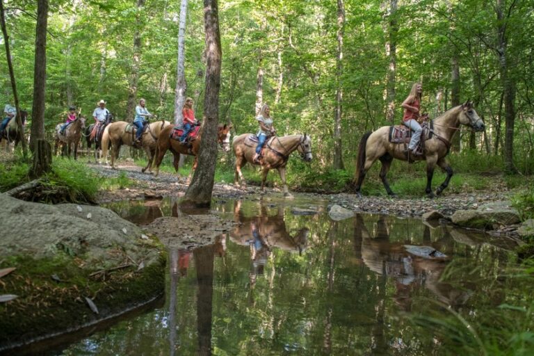 A group of four people crossing a creek while on horseback in the woods